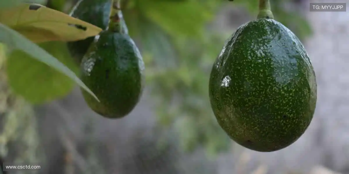 一键开启赛事盛宴,让世界与你同频共振!🌍🎥